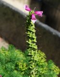 Digitalis purpurea