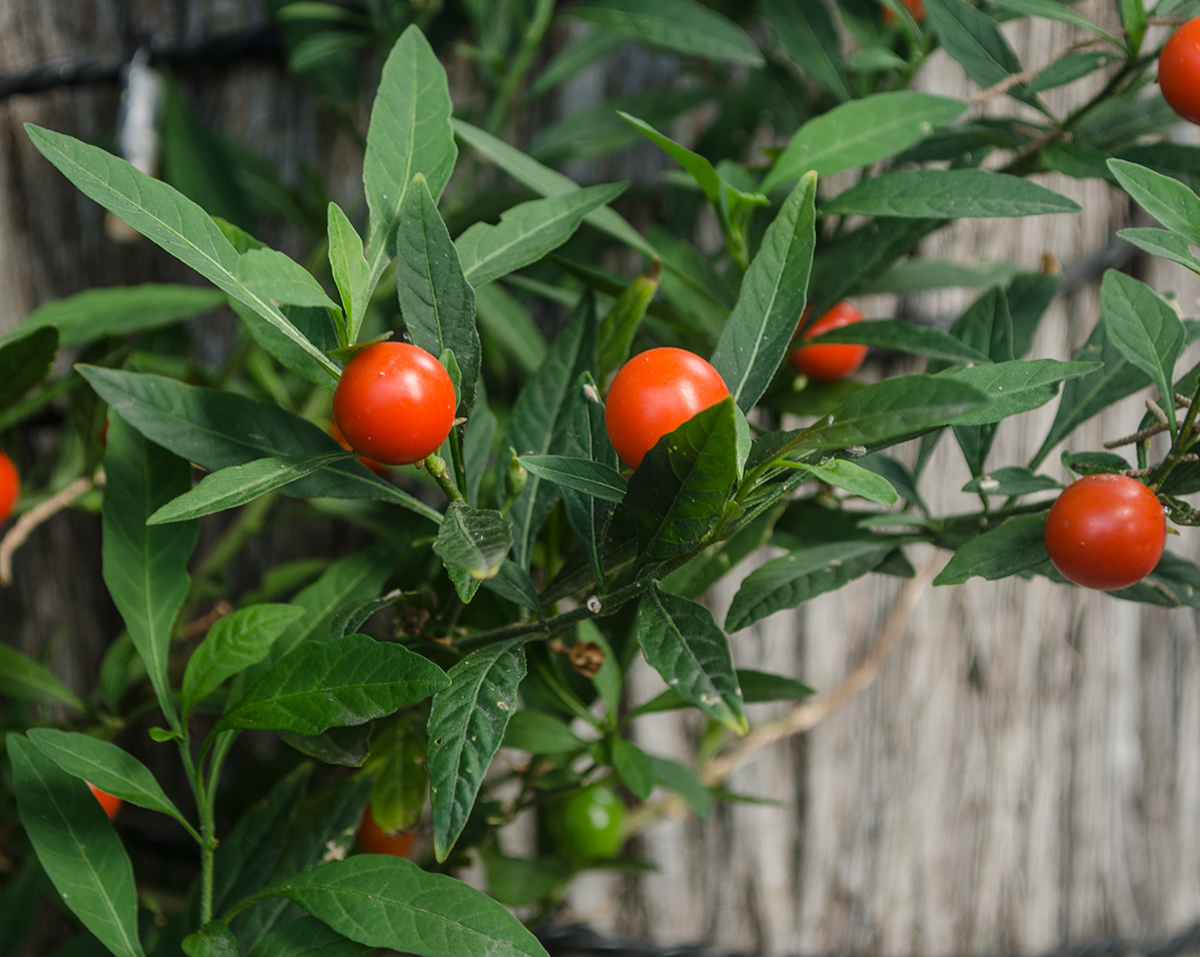 Image of Solanum pseudocapsicum specimen.