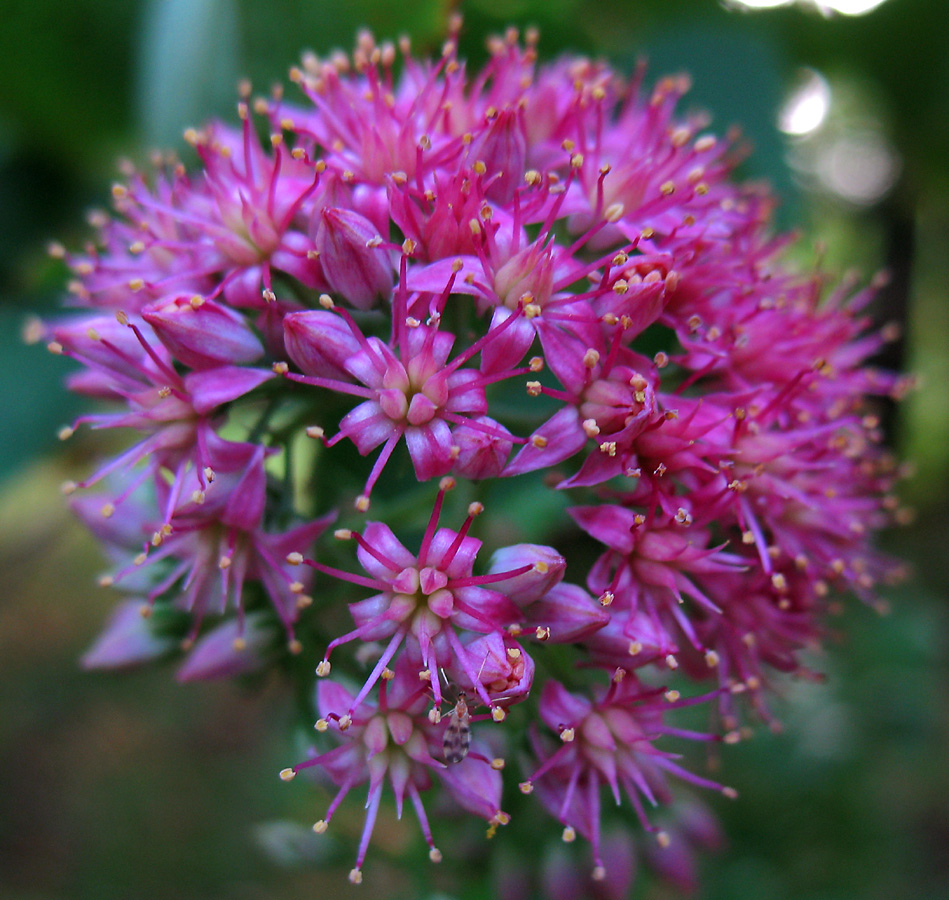 Изображение особи Hylotelephium triphyllum.