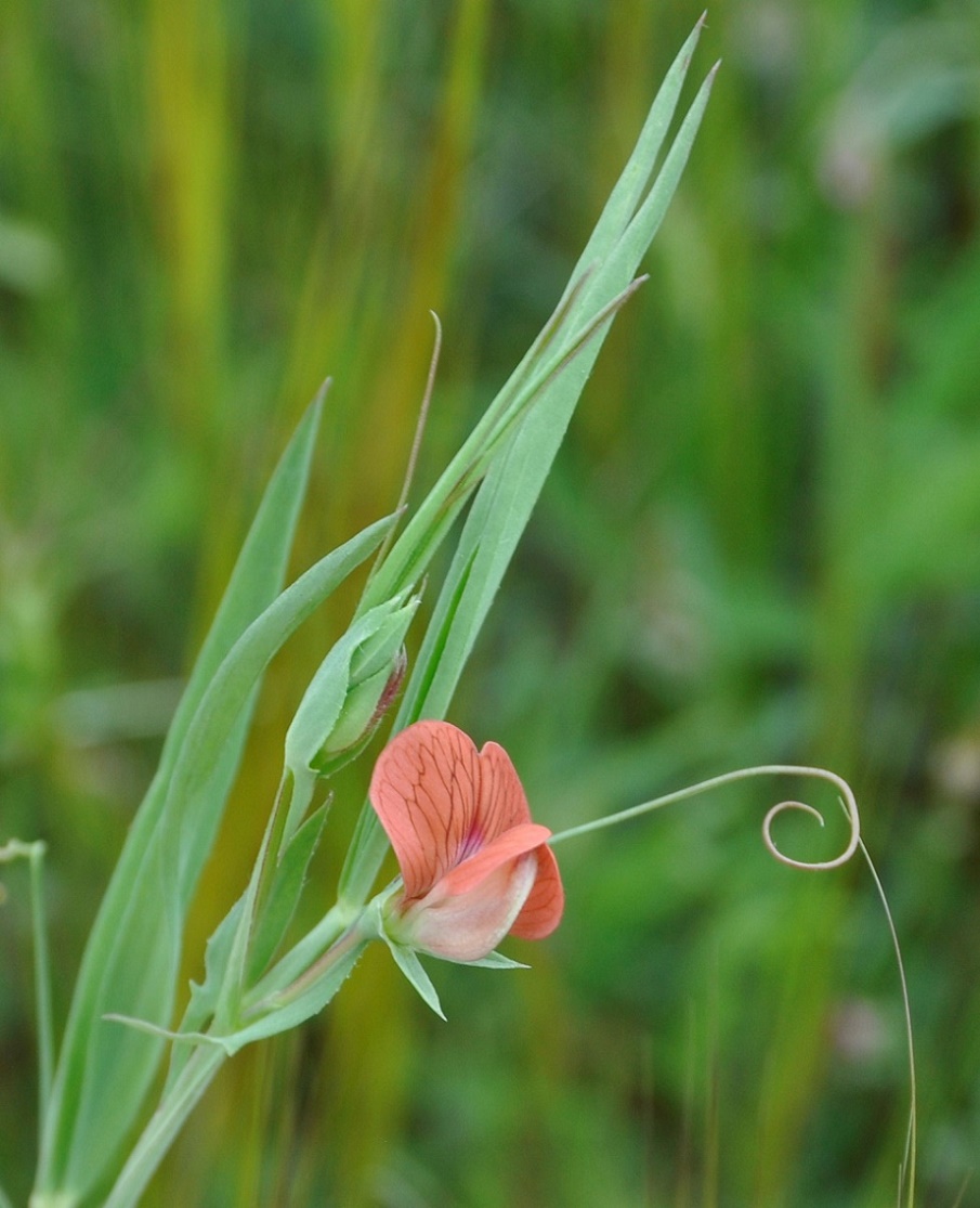 Изображение особи Lathyrus cicera.