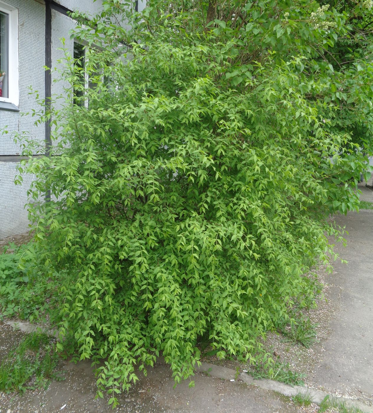 Изображение особи Euonymus verrucosus.