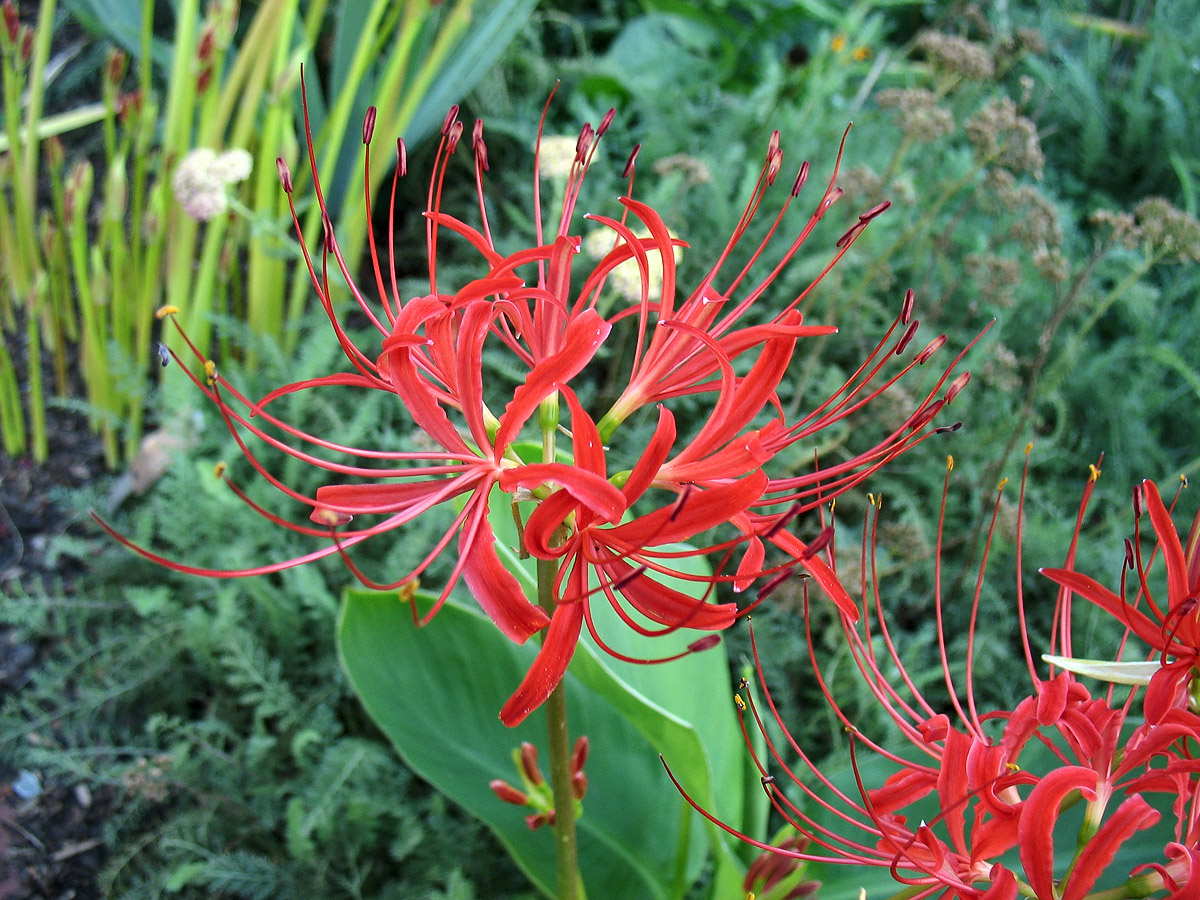 Image of Lycoris radiata specimen.