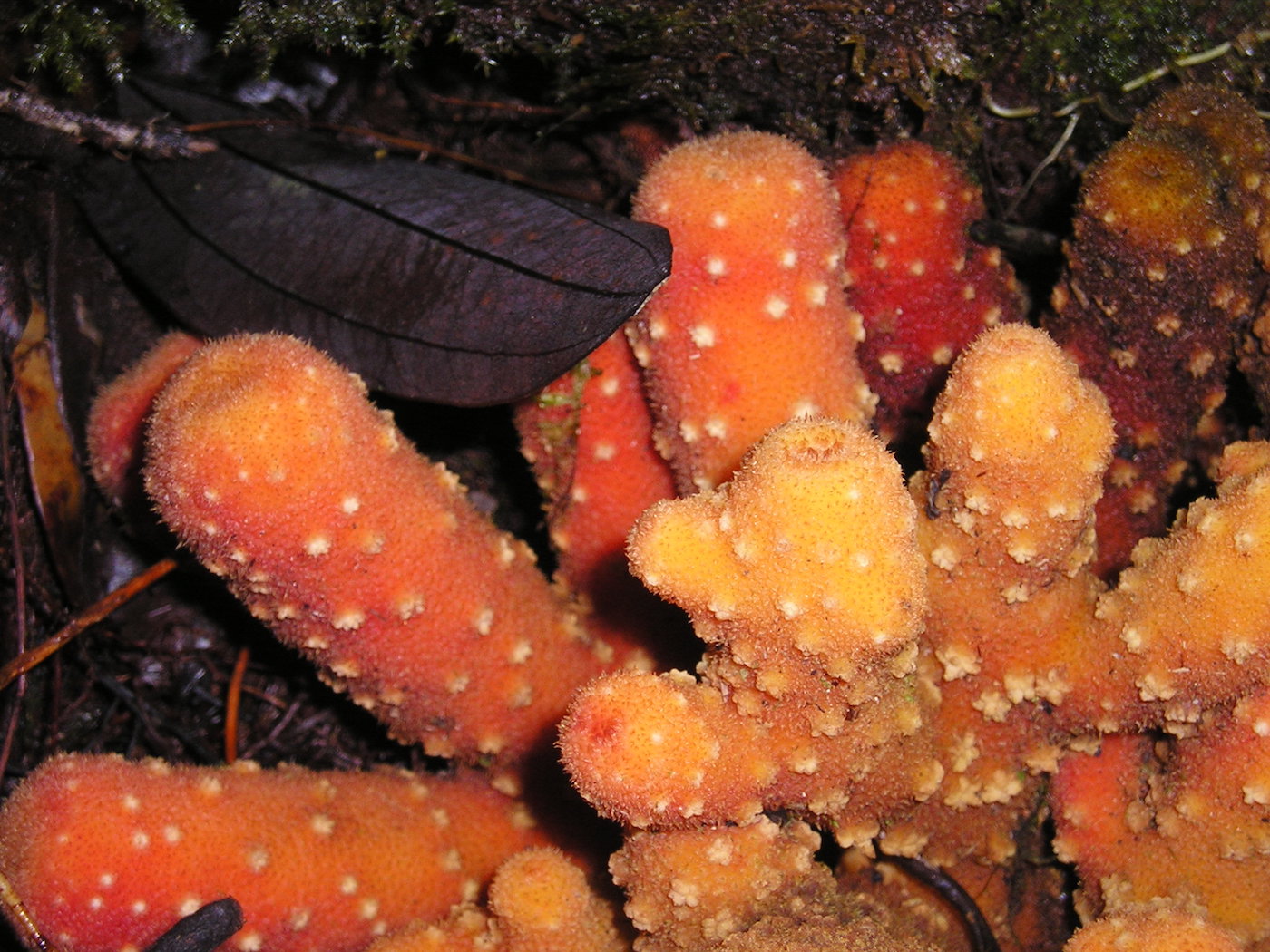 Изображение особи Balanophora papuana.