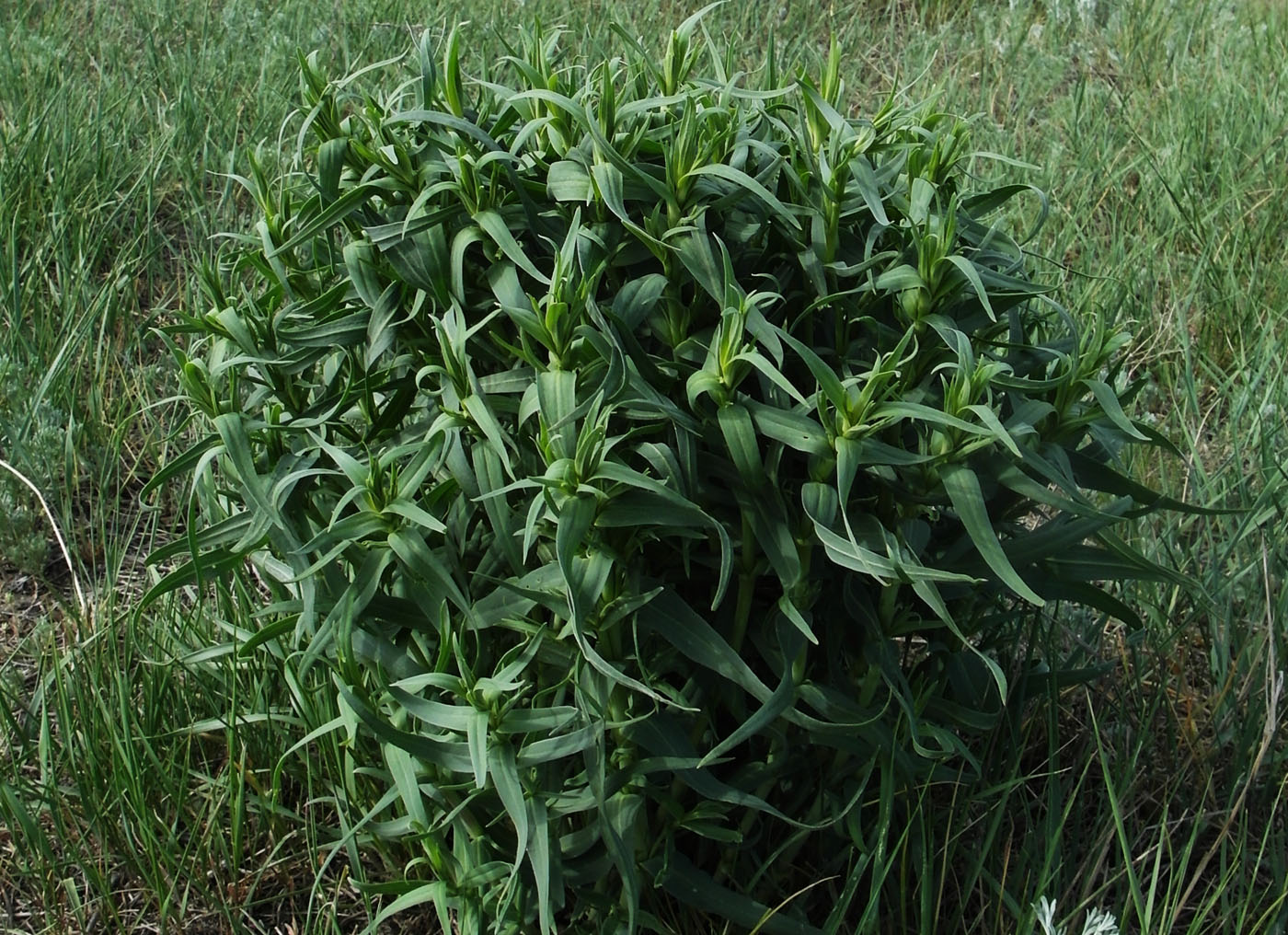 Image of Gypsophila paniculata specimen.