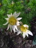 Adonis vernalis