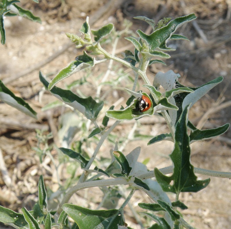 Image of Atriplex aucheri specimen.