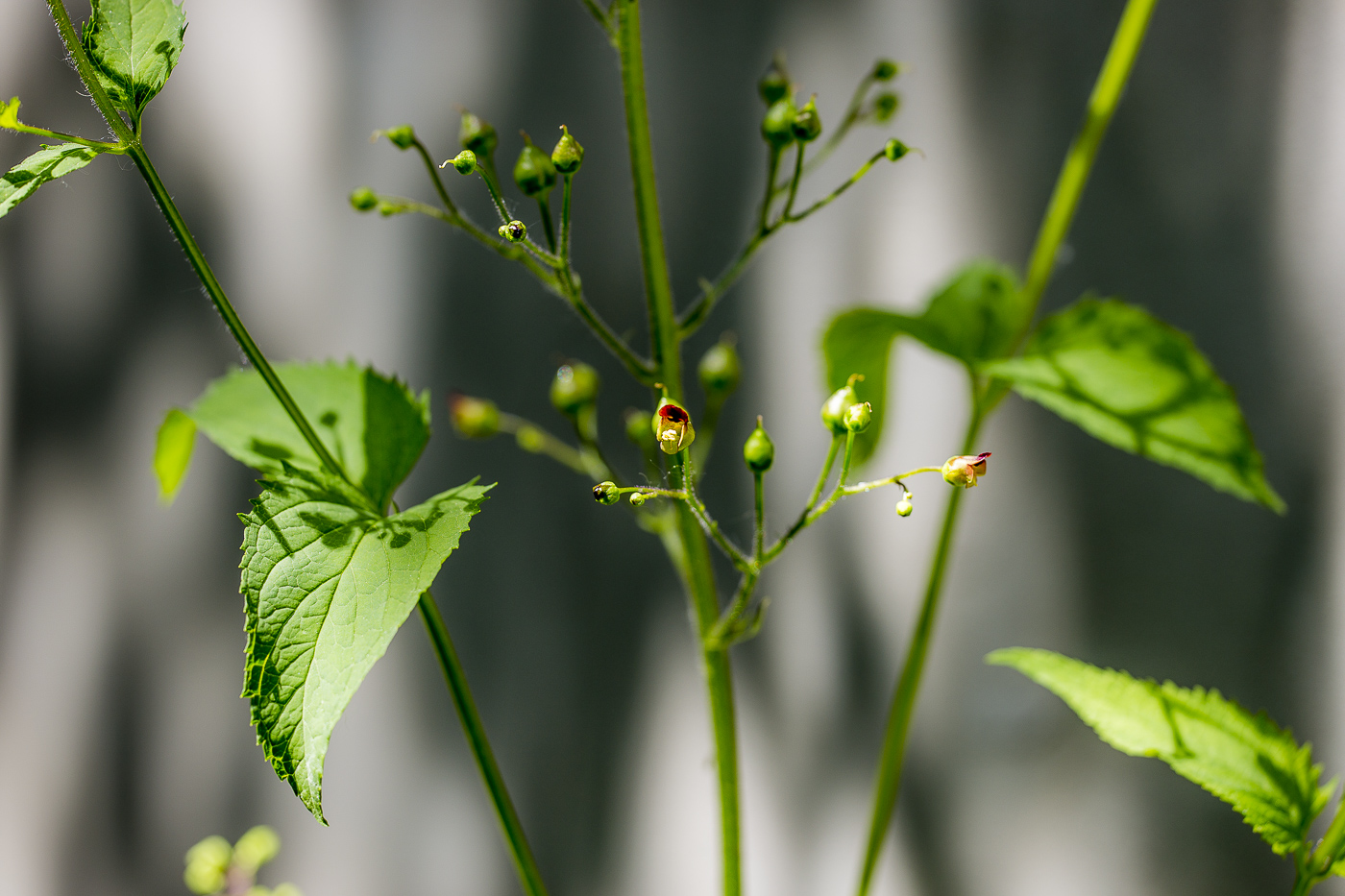 Изображение особи Scrophularia nodosa.