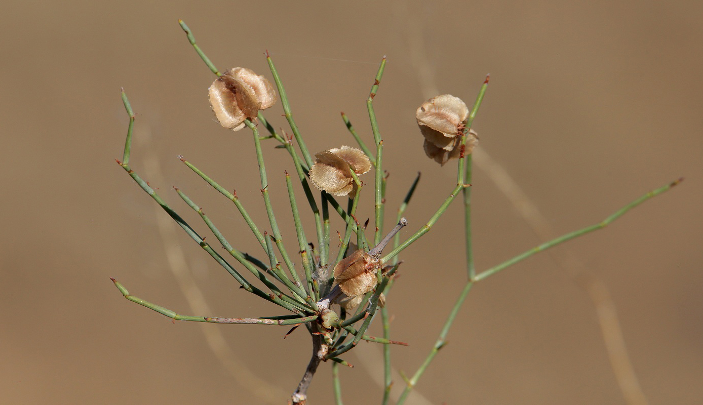 Изображение особи Calligonum leucocladum.