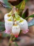 Arctostaphylos uva-ursi