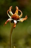 Ostrowskia magnifica