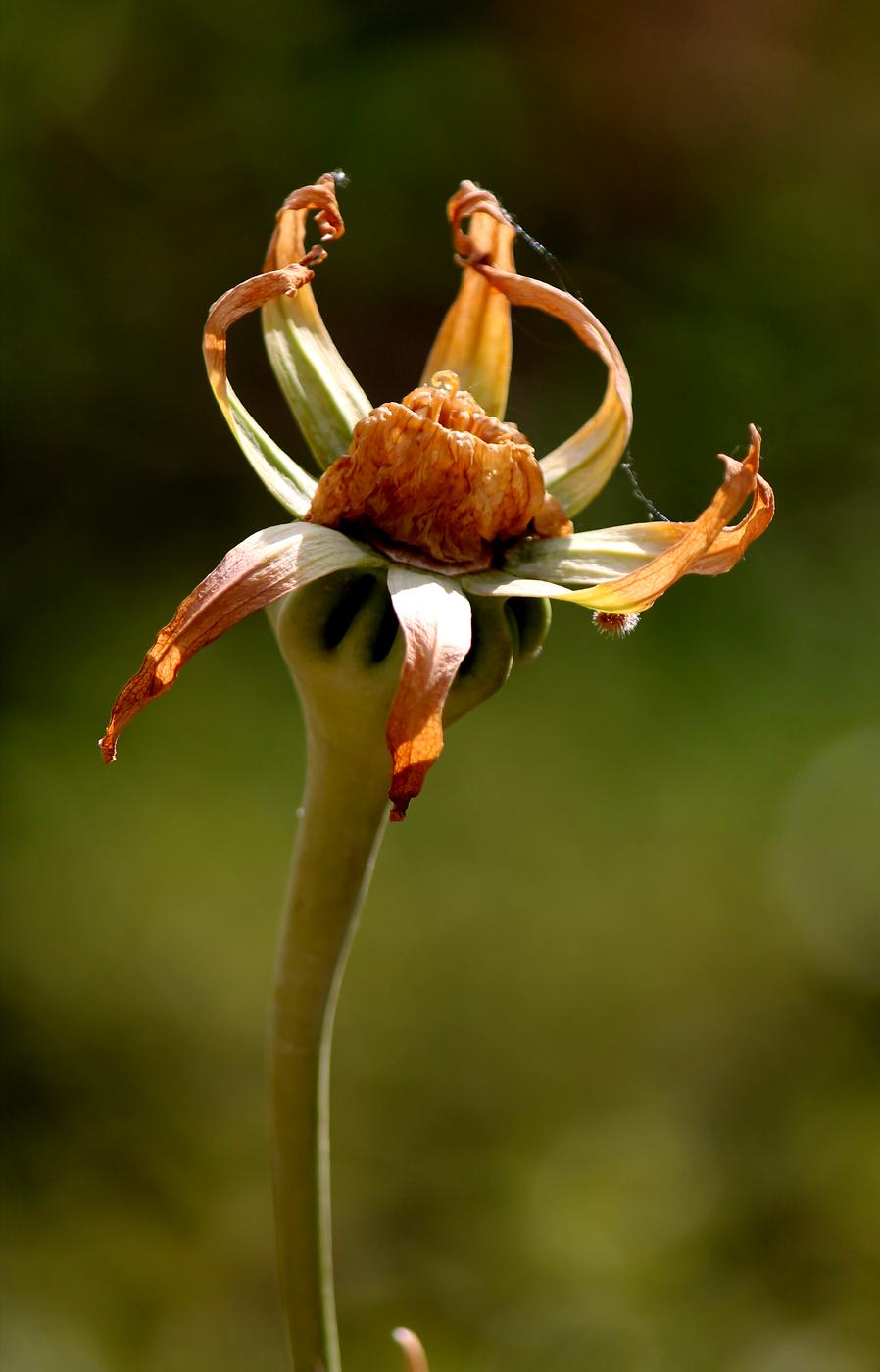 Изображение особи Ostrowskia magnifica.