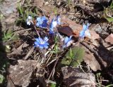 Hepatica nobilis