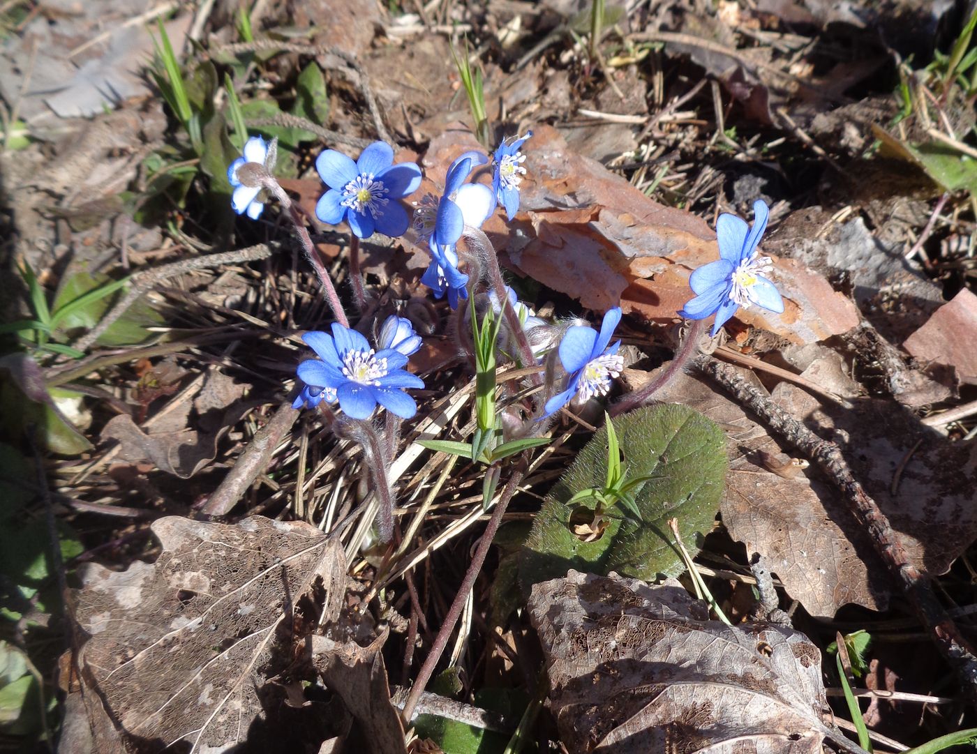 Image of Hepatica nobilis specimen.