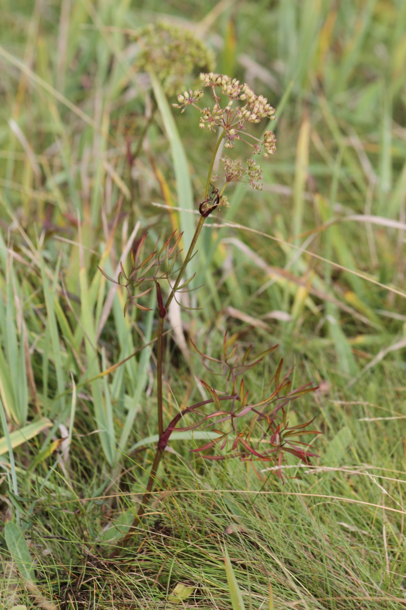 Изображение особи Cenolophium fischeri.