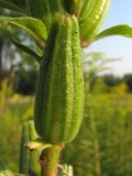 Oenothera coronifera