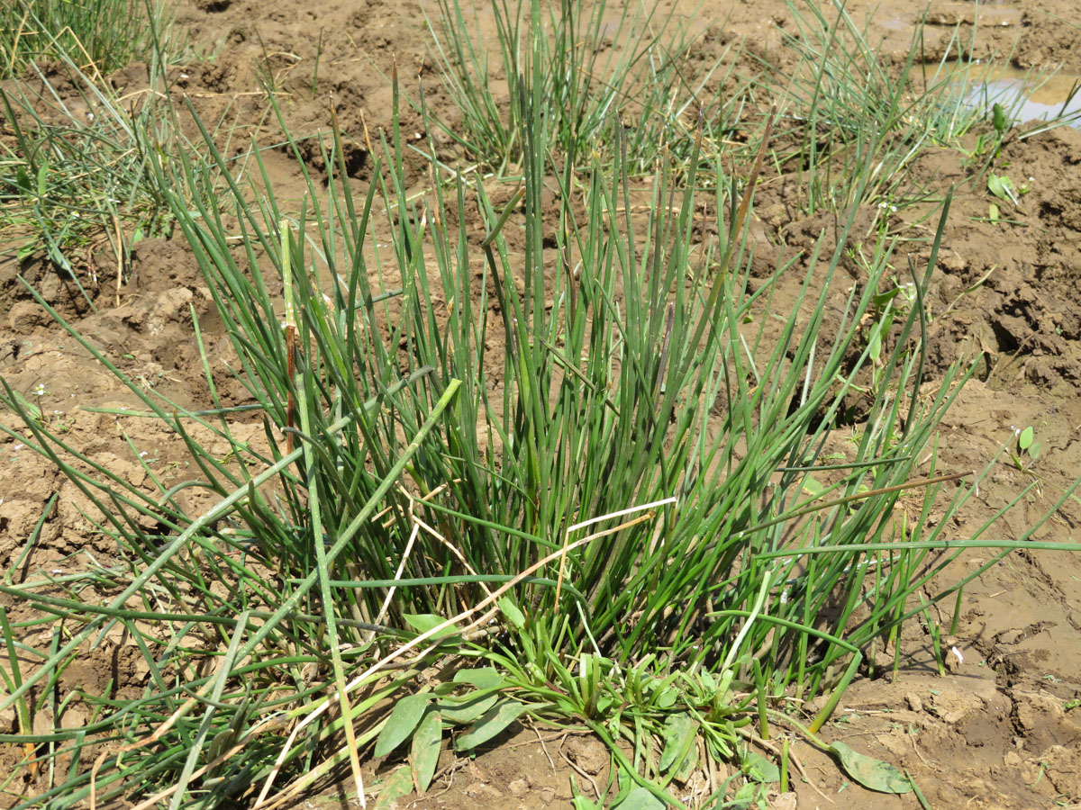 Image of Eleocharis palustris specimen.