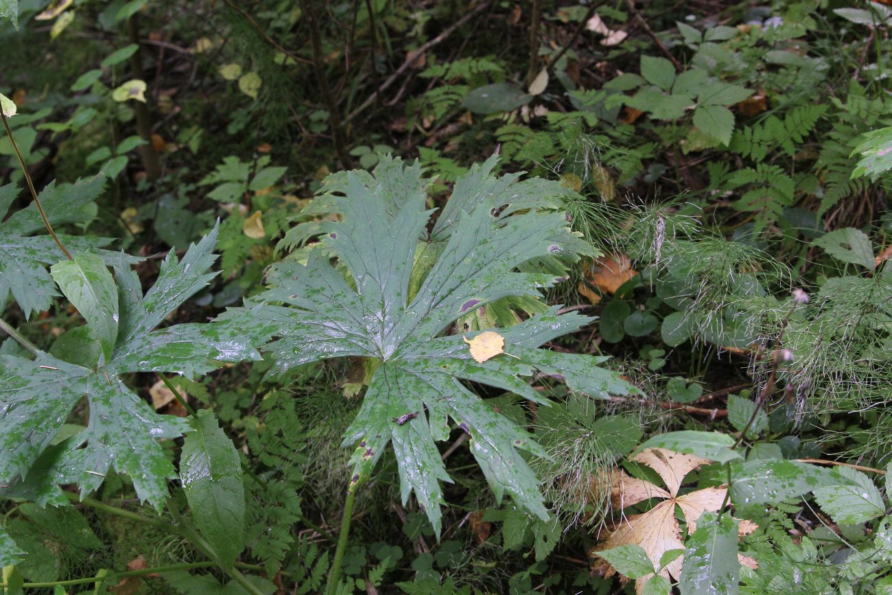 Изображение особи Aconitum septentrionale.