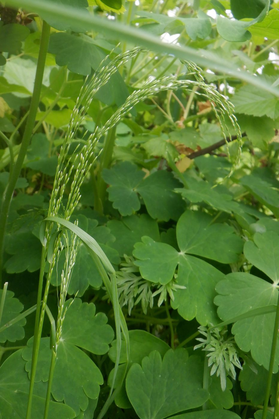 Image of Poa palustris specimen.