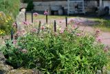 Centranthus ruber