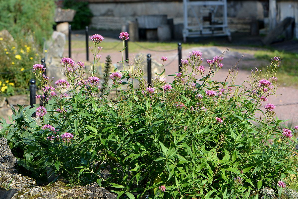 Image of Centranthus ruber specimen.