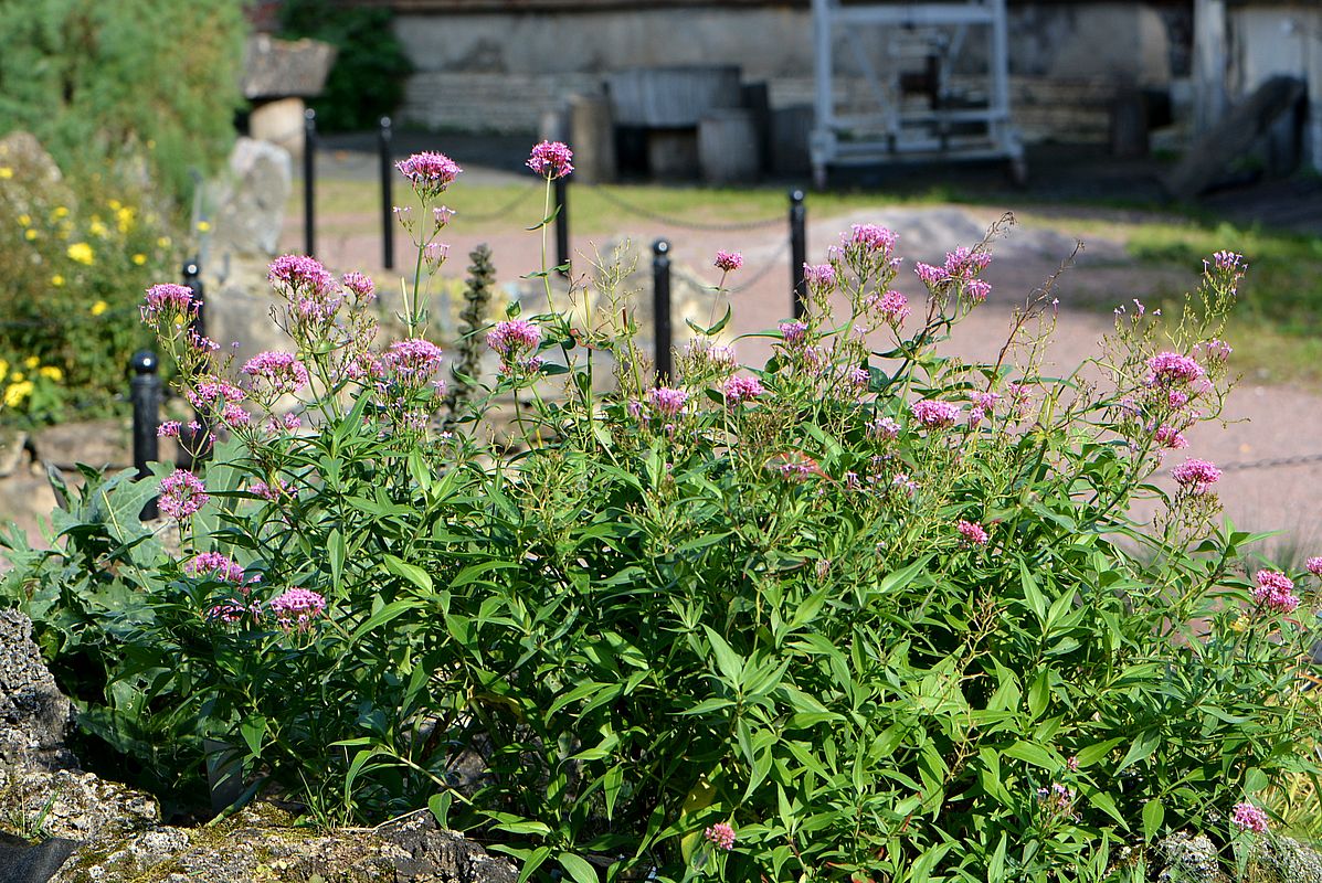 Изображение особи Centranthus ruber.