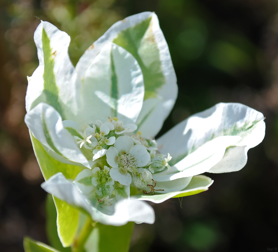 Image of Euphorbia marginata specimen.