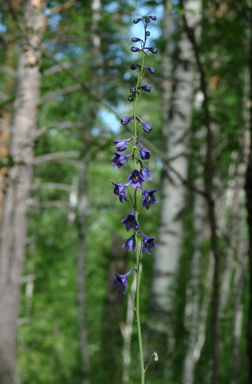 Изображение особи Delphinium crassifolium.