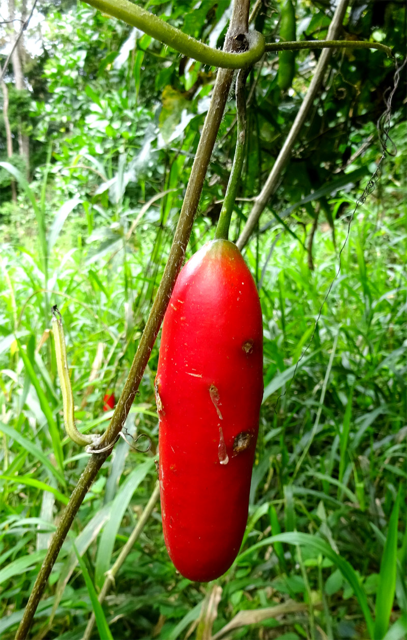 Image of Coccinia grandiflora specimen.