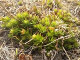 Saxifraga spinulosa