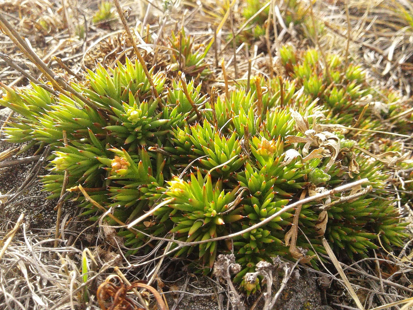 Изображение особи Saxifraga spinulosa.