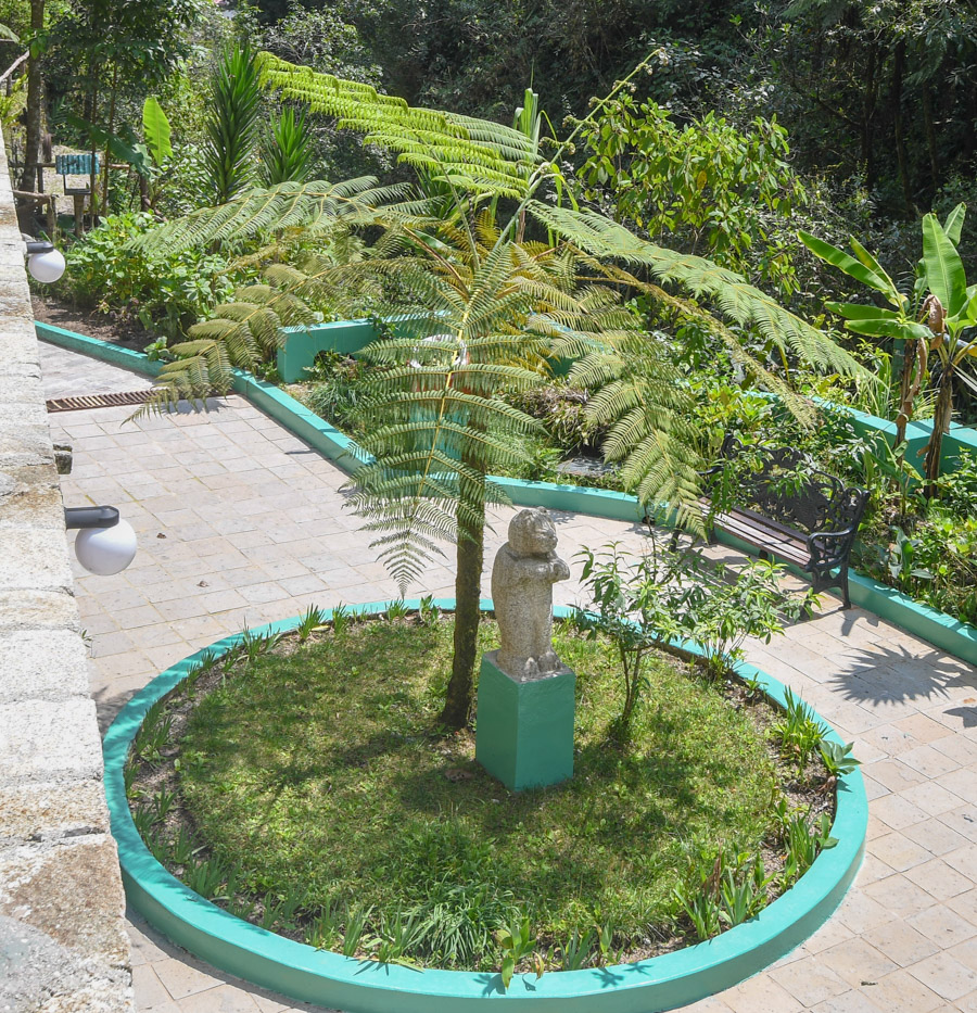 Image of familia Cyatheaceae specimen.