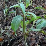 Symphytum officinale