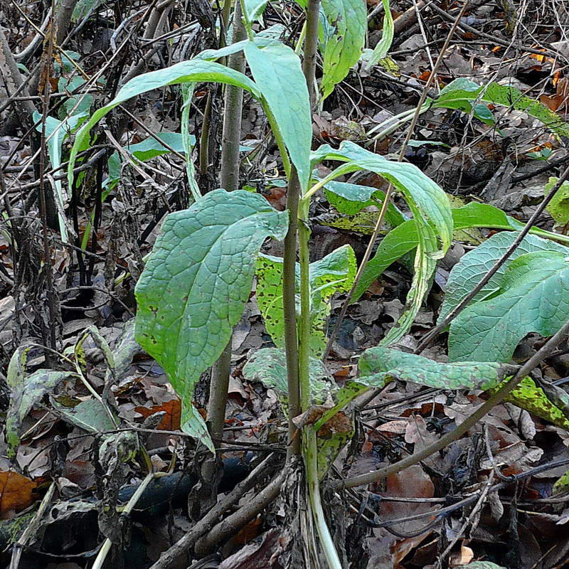 Изображение особи Symphytum officinale.