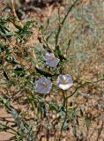 Convolvulus arvensis