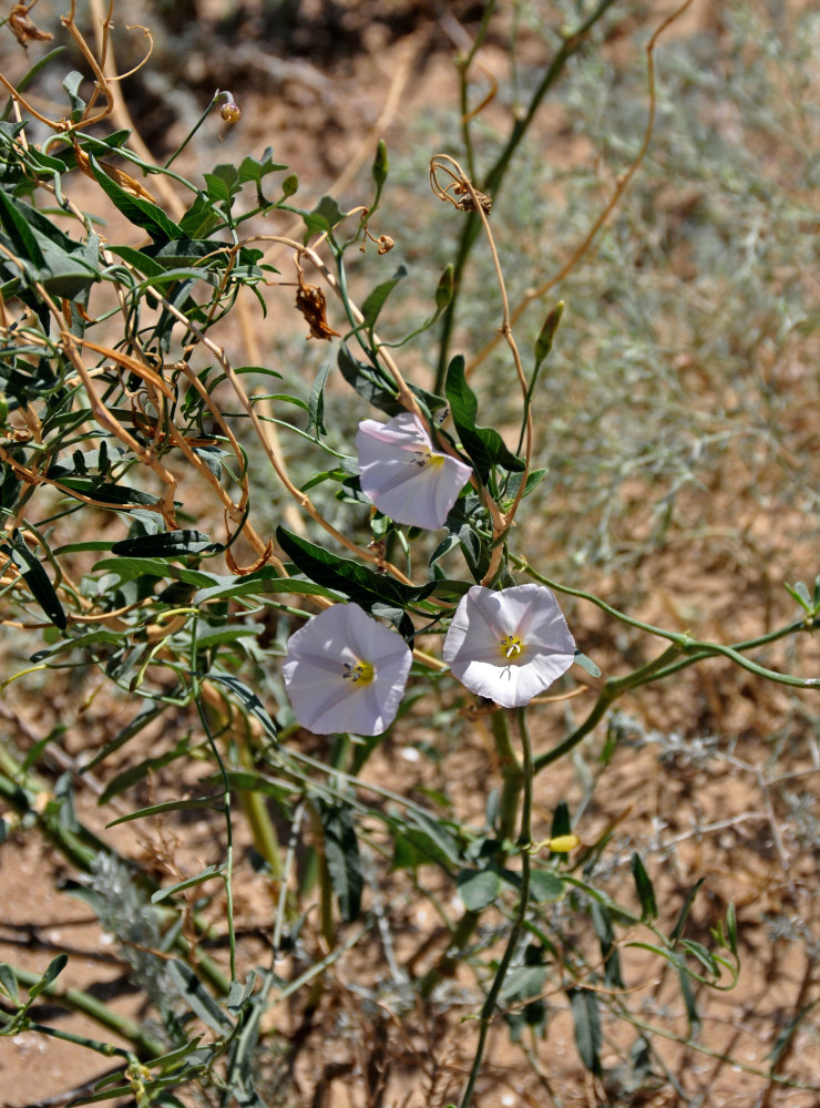 Image of Convolvulus arvensis specimen.