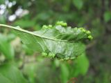 Prunus cerasifera. Лист (вид снизу) с галлами Cacopsylla pruni. Кабардино-Балкария, Эльбрусский р-н, окр. с. Нейтрино, ок. 1800 м н.у.м., склон. 09.07.2020.