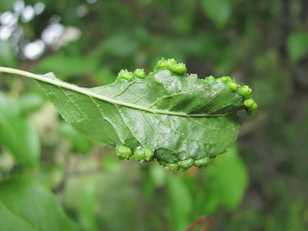 Изображение особи Prunus cerasifera.