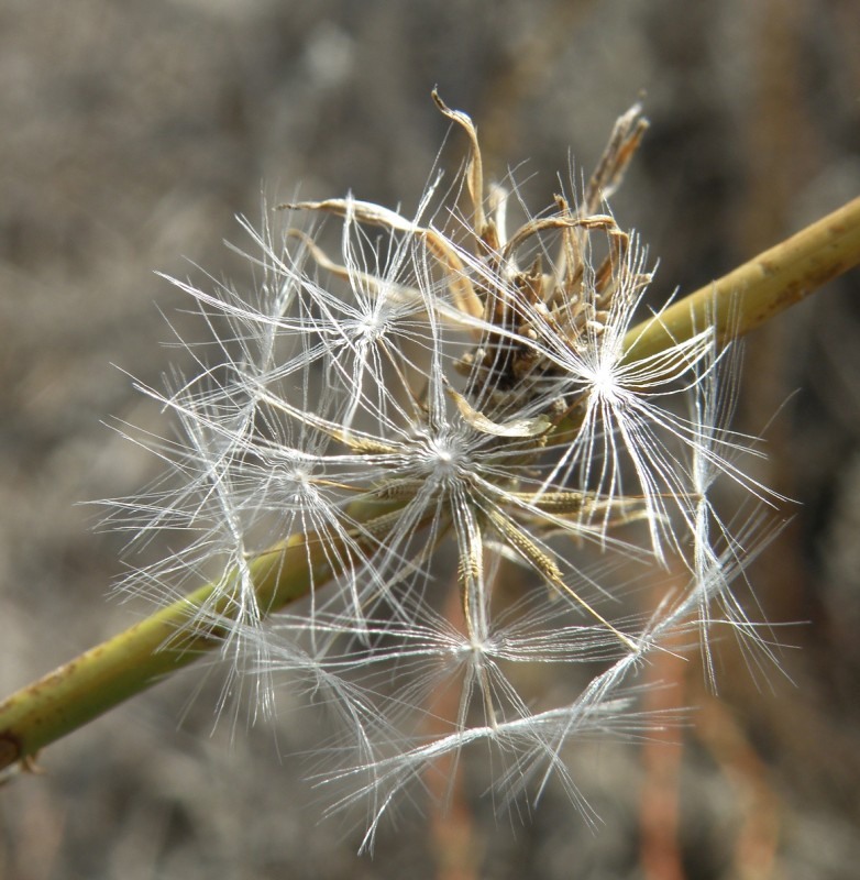 Image of Chondrilla juncea specimen.