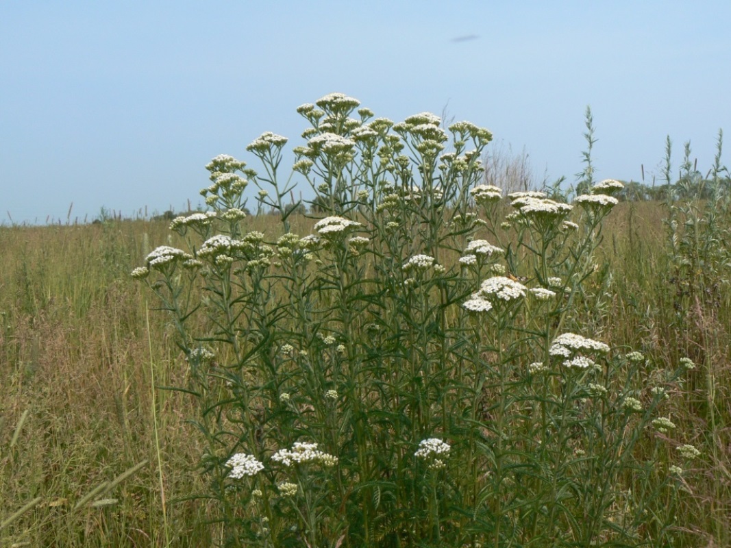 Изображение особи Achillea millefolium.