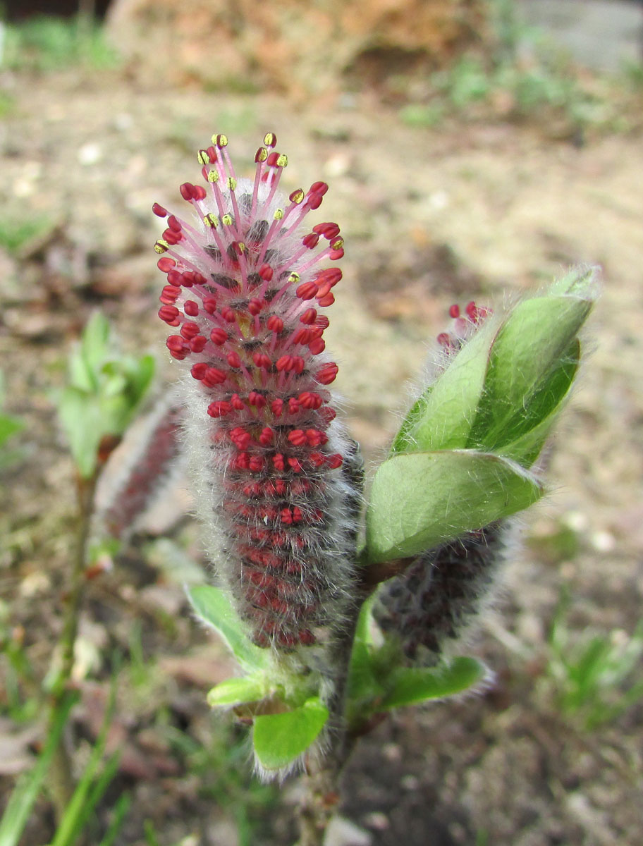 Изображение особи Salix saxatilis.