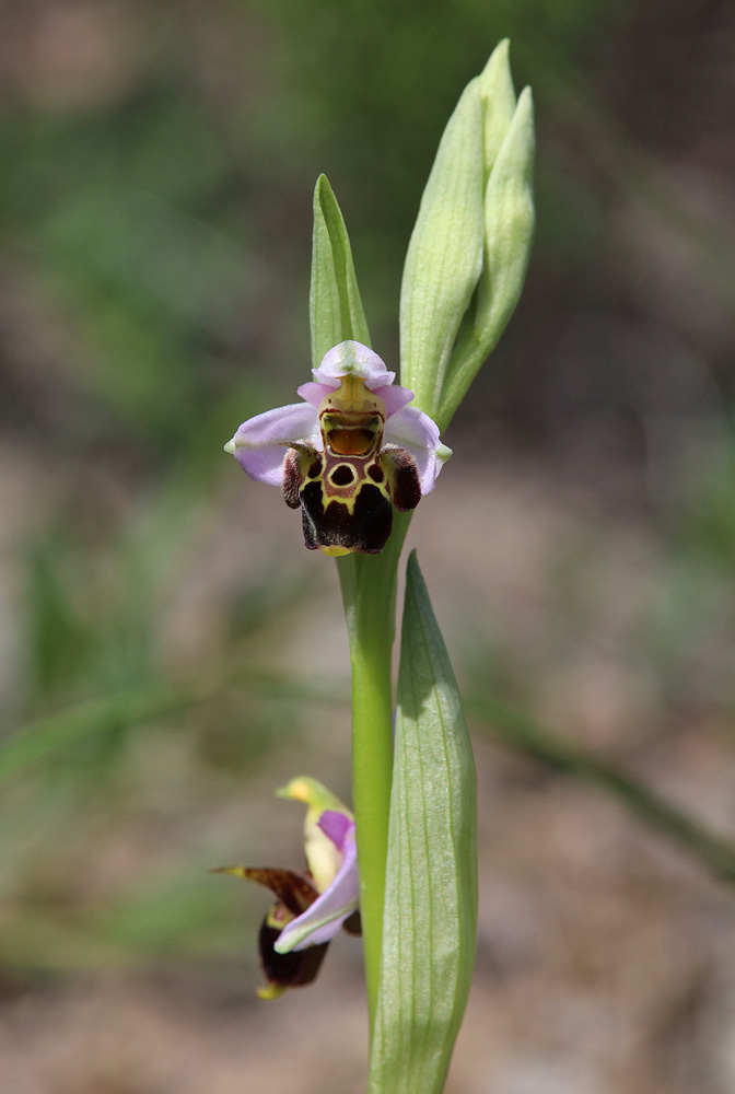 Изображение особи Ophrys oestrifera.