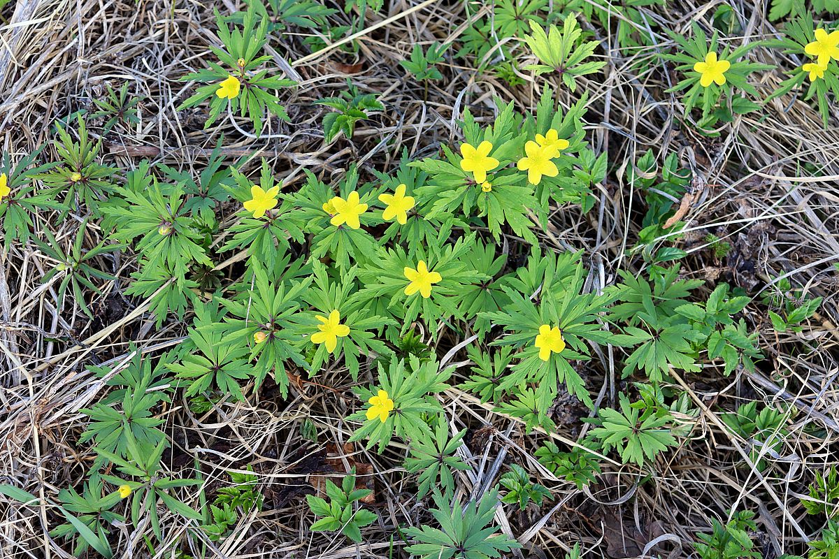 Image of Anemone ranunculoides specimen.