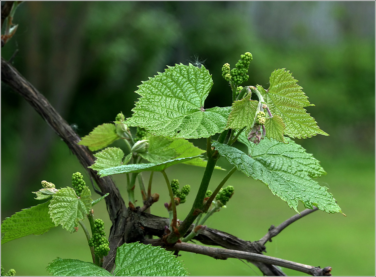 Изображение особи род Vitis.