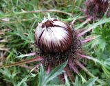 Carlina acaulis