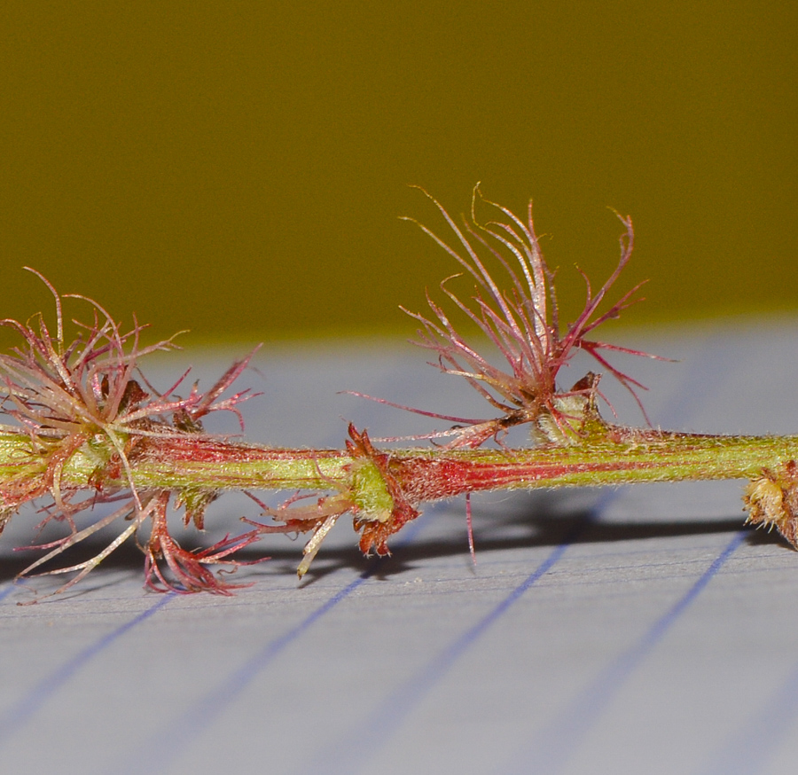 Image of Acalypha wilkesiana specimen.