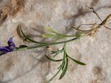 Delphinium peregrinum