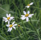 Pyrethrum corymbosum. Соцветия-корзинки с сидящими жуком и цветочным пауком. Пермский край, Кунгурский р-н, окр. ур. Подкаменная гора, сосновый бор, поляна. 10.07.2021.