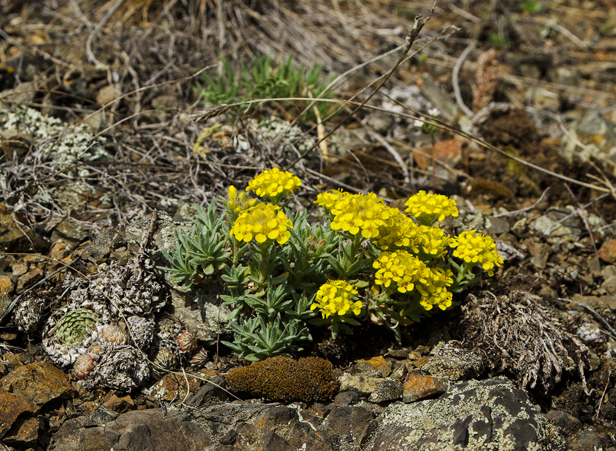 Изображение особи Alyssum lenense.