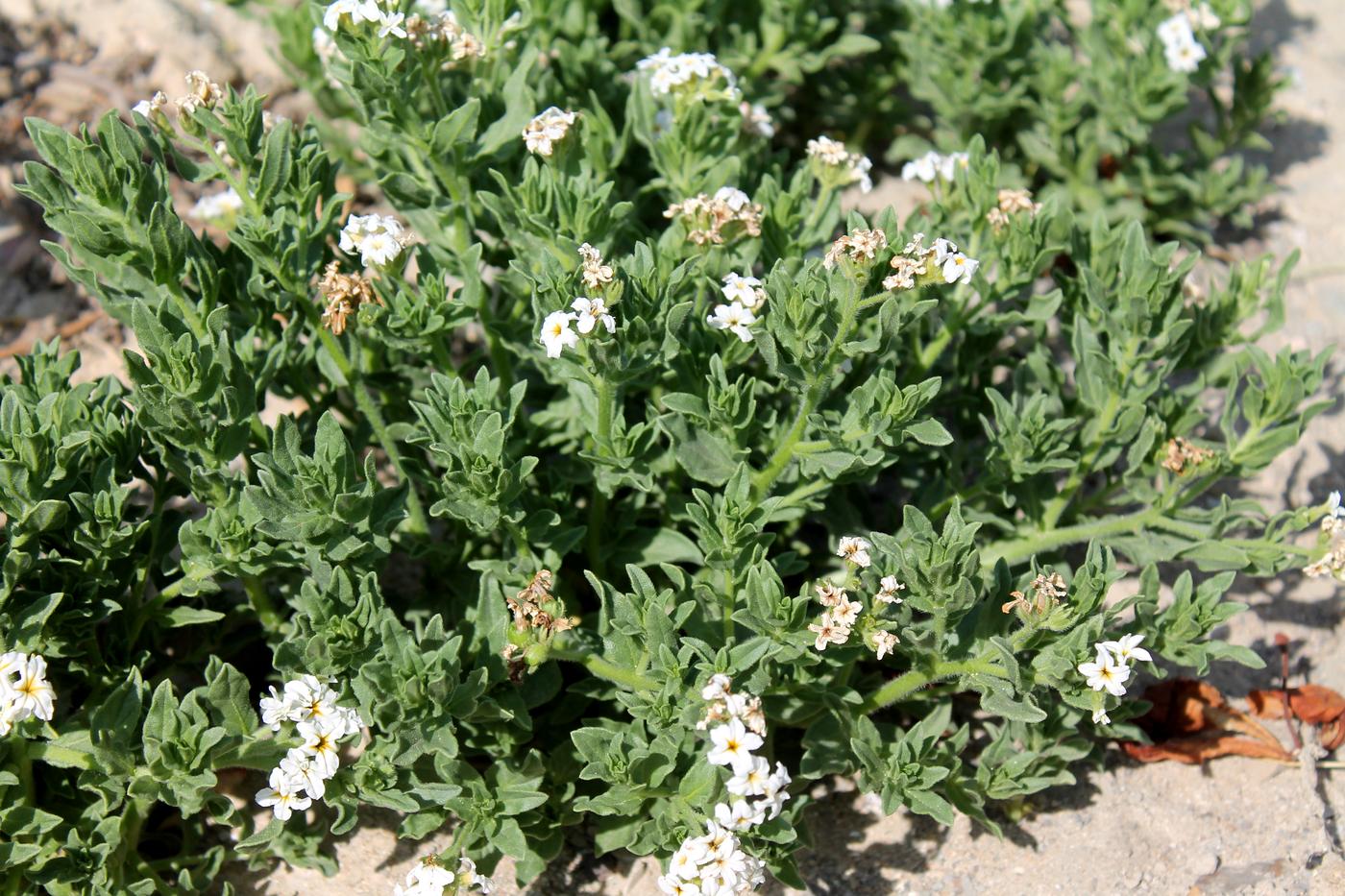 Image of Argusia sibirica specimen.
