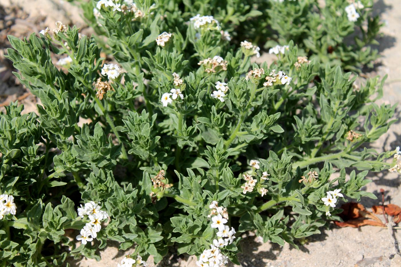 Изображение особи Argusia sibirica.